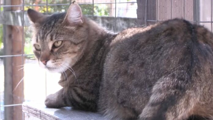 Pet-of-the-Week-Max-the-Cat-1170x658